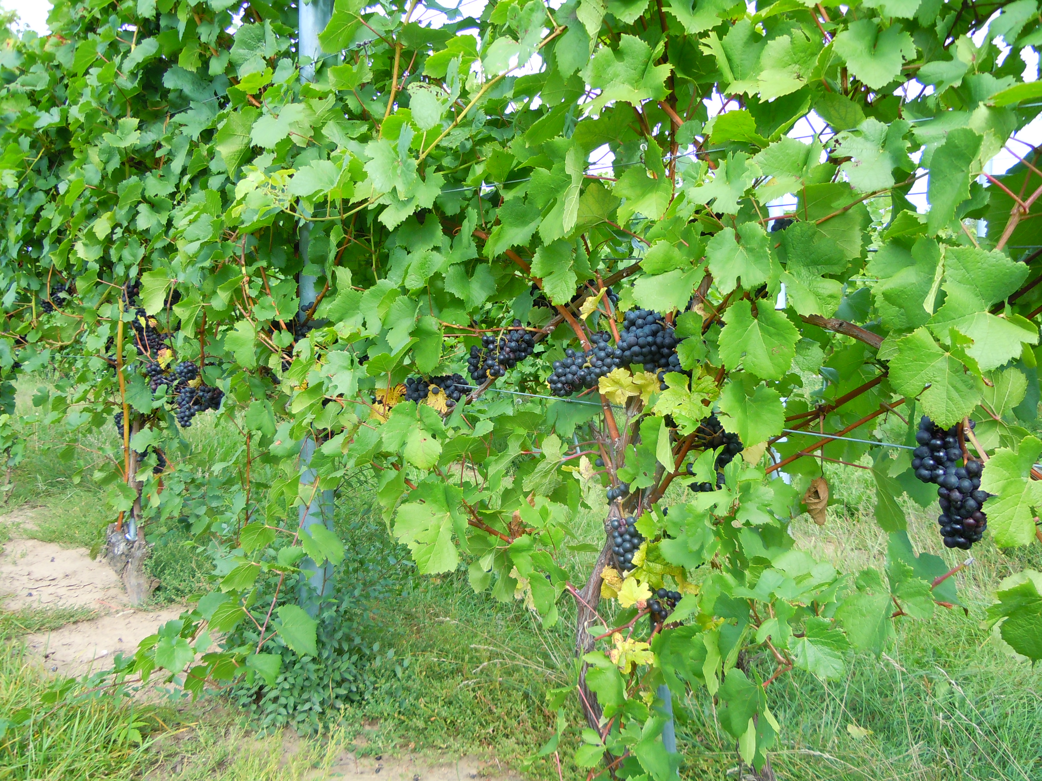 grape vines for sale