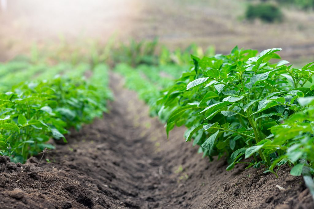 Rows of young of potato plants growing outside under sun.